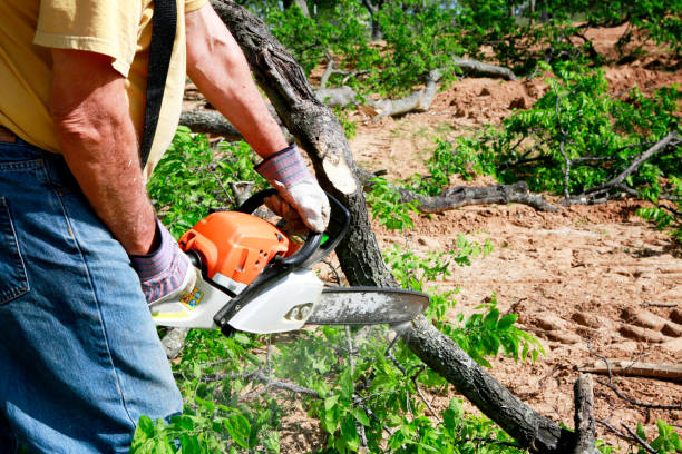 Best Tree Care Services  in Estero, FL